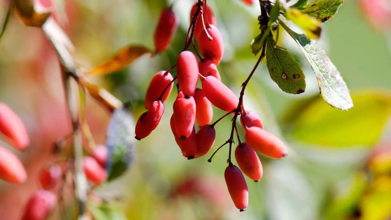 Berberine